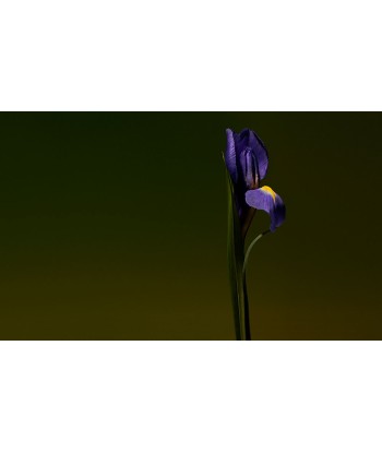 Iris Shot| Extrait de Parfum 15ml| Cardamome | Amande | Concrète d’Iris le concept de la Pate a emporter 